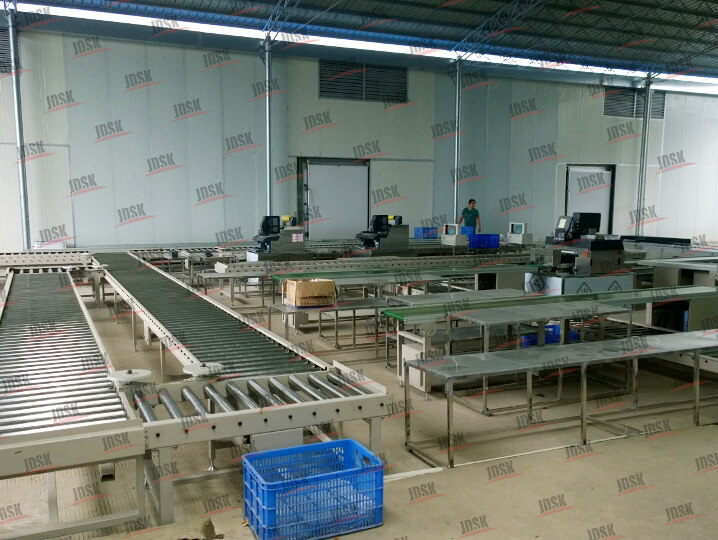 蔬菜分揀線?醫(yī)藥分揀線，紙箱包裝分揀線-浙江永達(dá)輸送設(shè)備